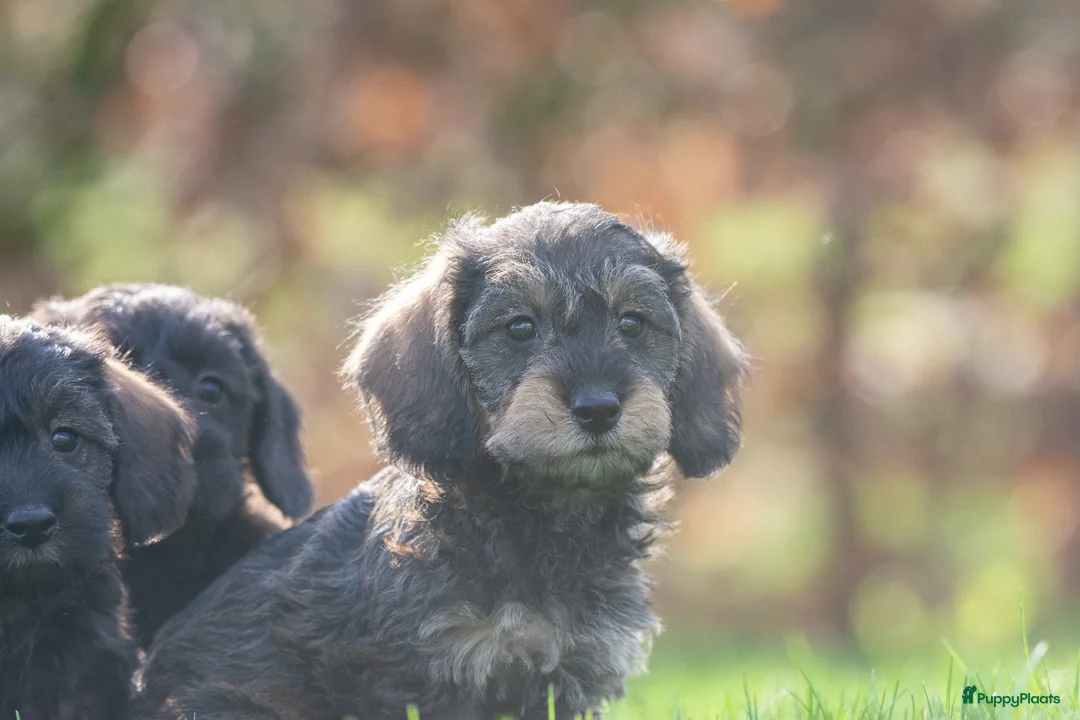 Kruising honden te koop: prachtige kruising teckel pups - Advertentie 1