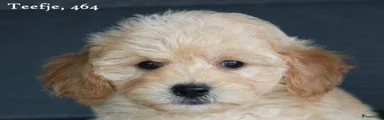 Maltipoo 5