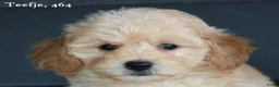 Maltipoo honden te koop: Leuke Maltipoo pups - Advertentie 13
