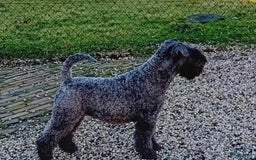 Kerry Blue Terriër honden te koop: Kerry Blue Terriër pups in Horssen - Afbeelding 3