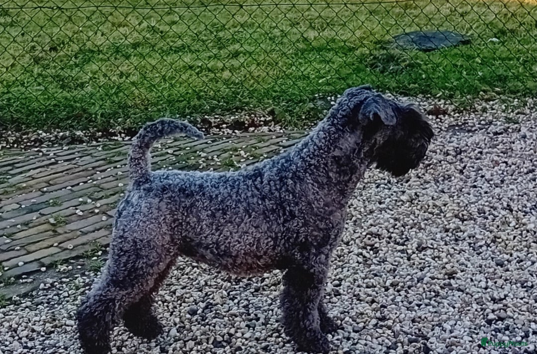 Kerry Blue Terriër honden te koop: Kerry Blue Terriër pups in Horssen - Afbeelding 3