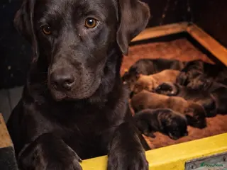 Labrador Retriever honden Raszuiver labrador pups te reserveren - Advertentie 13