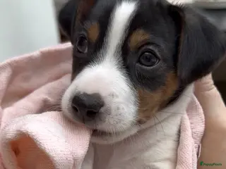 Jack Russel Terriër honden Prachtige Jack Russells te koop - Advertentie 3