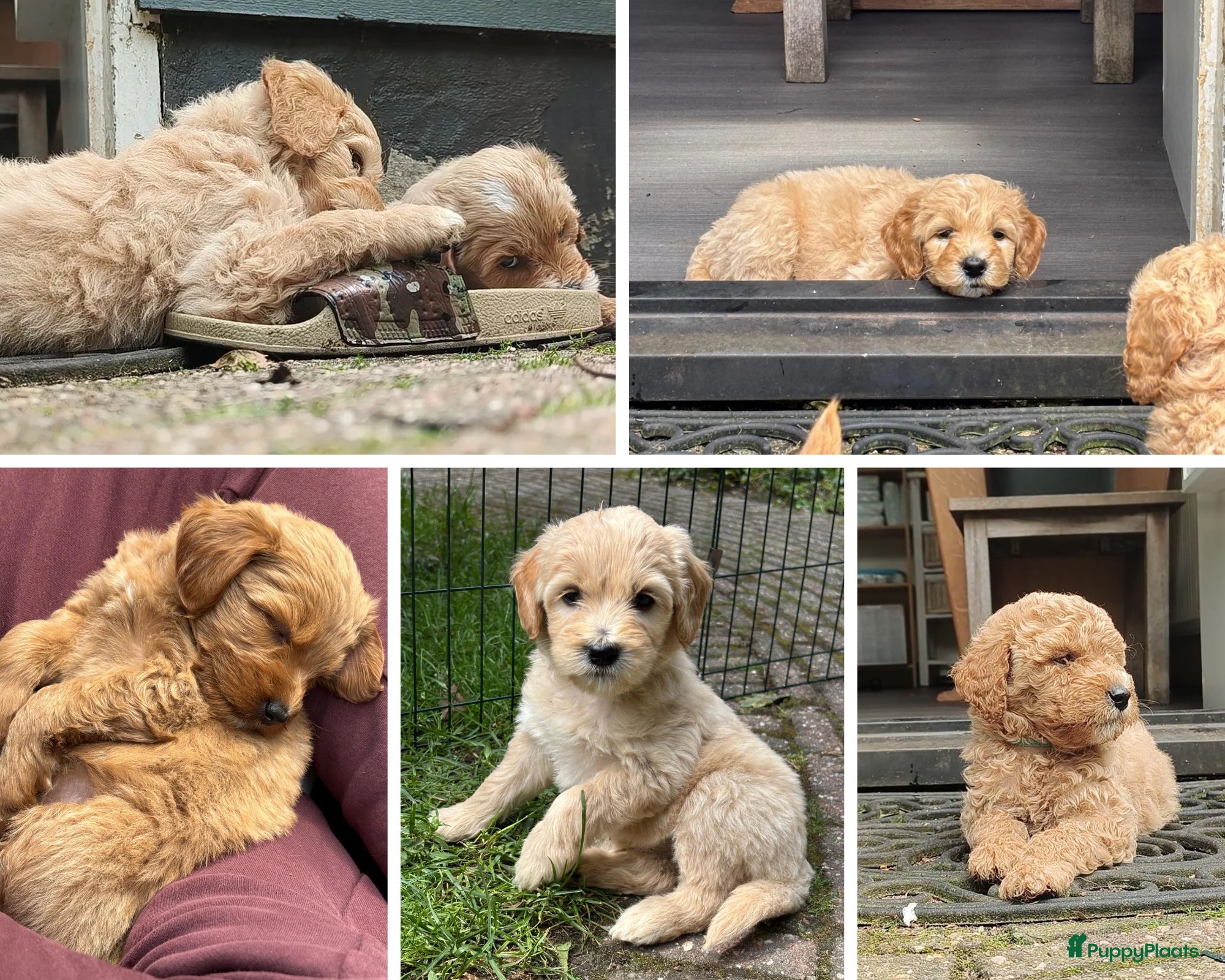 Goldendoodle honden Goldendoodle Pups Medium  - Advertentie 1