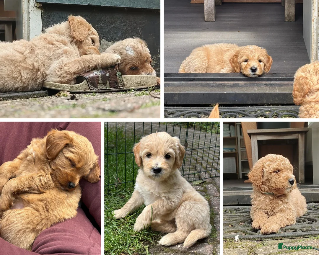Goldendoodle honden te koop: Goldendoodle Pups Medium  - Advertentie 1