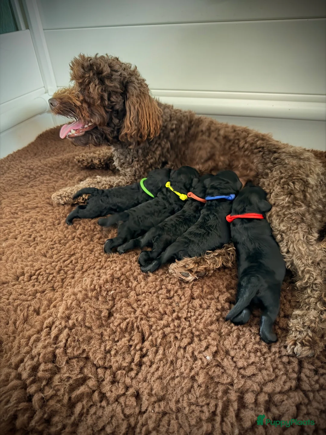 Kruising honden te koop:  Mini Australian labradoodle pup, mag verhuizen  - Advertentie 5