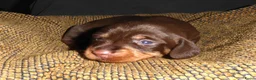 Ruwhaar Teckel honden te koop: Prachtige Standaard Ruwhaar Teckelpuppy’s ,  - Advertentie 13