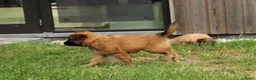 Tervuerense Herder honden te koop: Baskische herder teefje zoekt gastgezin - Advertentie 9