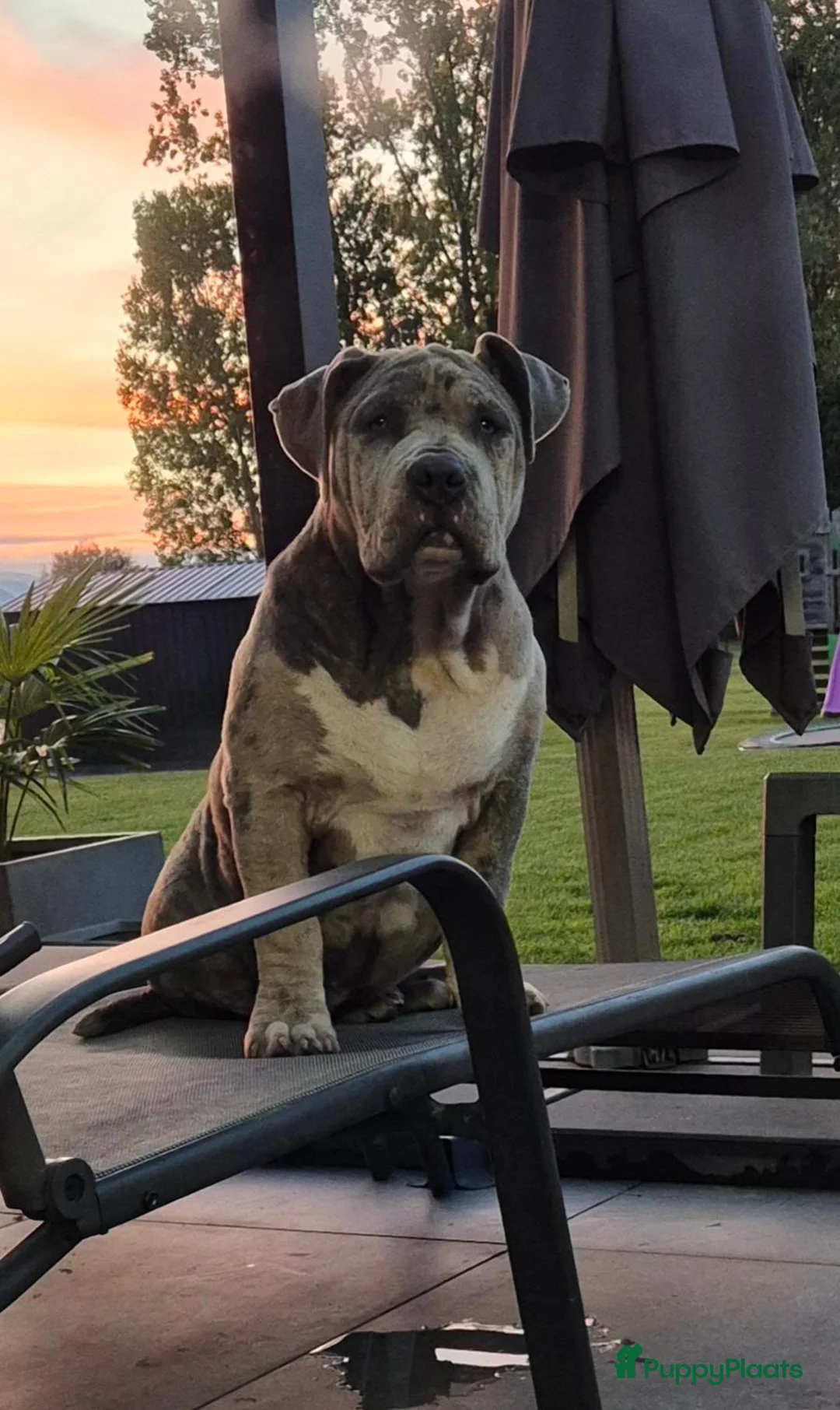 Amerikaanse Bully honden te koop: American bully xl pup - Advertentie 1