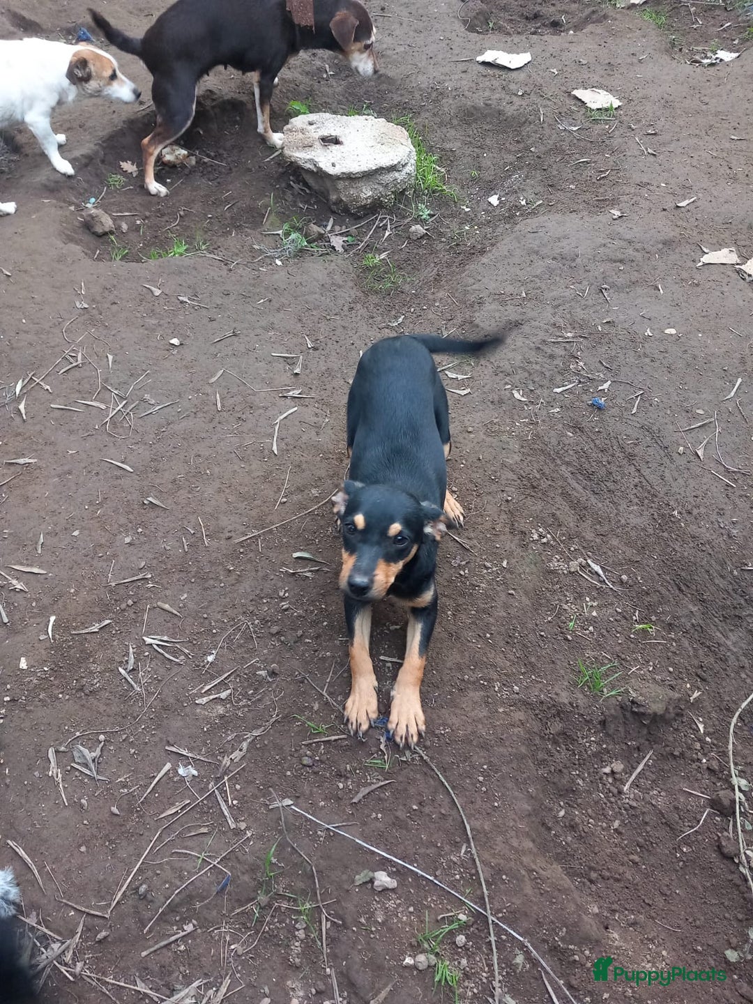 Kruising honden te koop: Lady italiaanse pup zoekt baasje - Advertentie 7