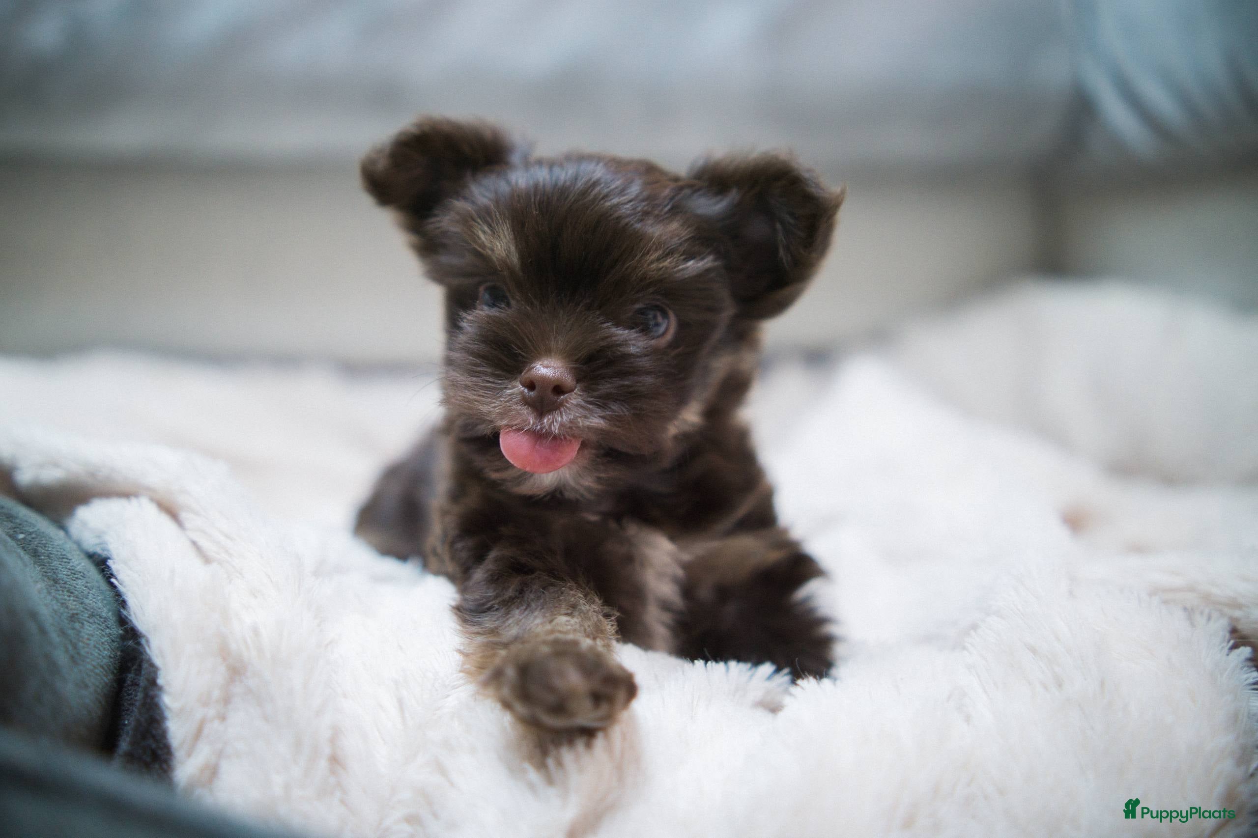 Yorkshire Terriër honden Yorkshire Terrier puppy’s te koop - Advertentie 1