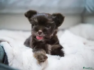 Yorkshire Terriër honden Yorkshire Terrier puppy’s te koop - Advertentie 1