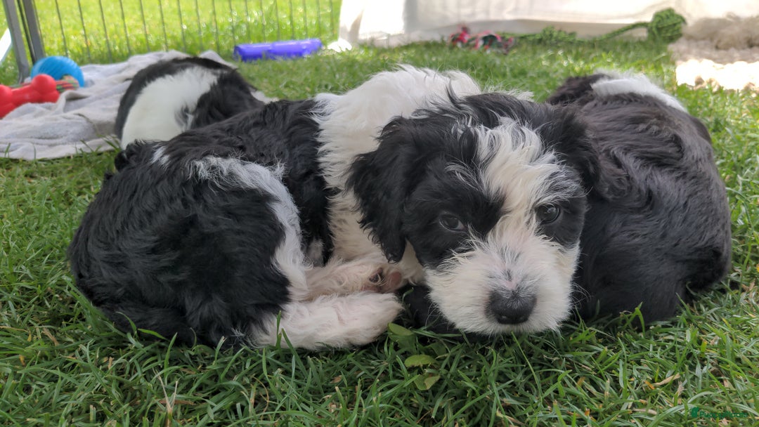 Kruising honden te koop: Mooi, lief en slim! hypoallergene Spaanse aussies - Afbeelding 11