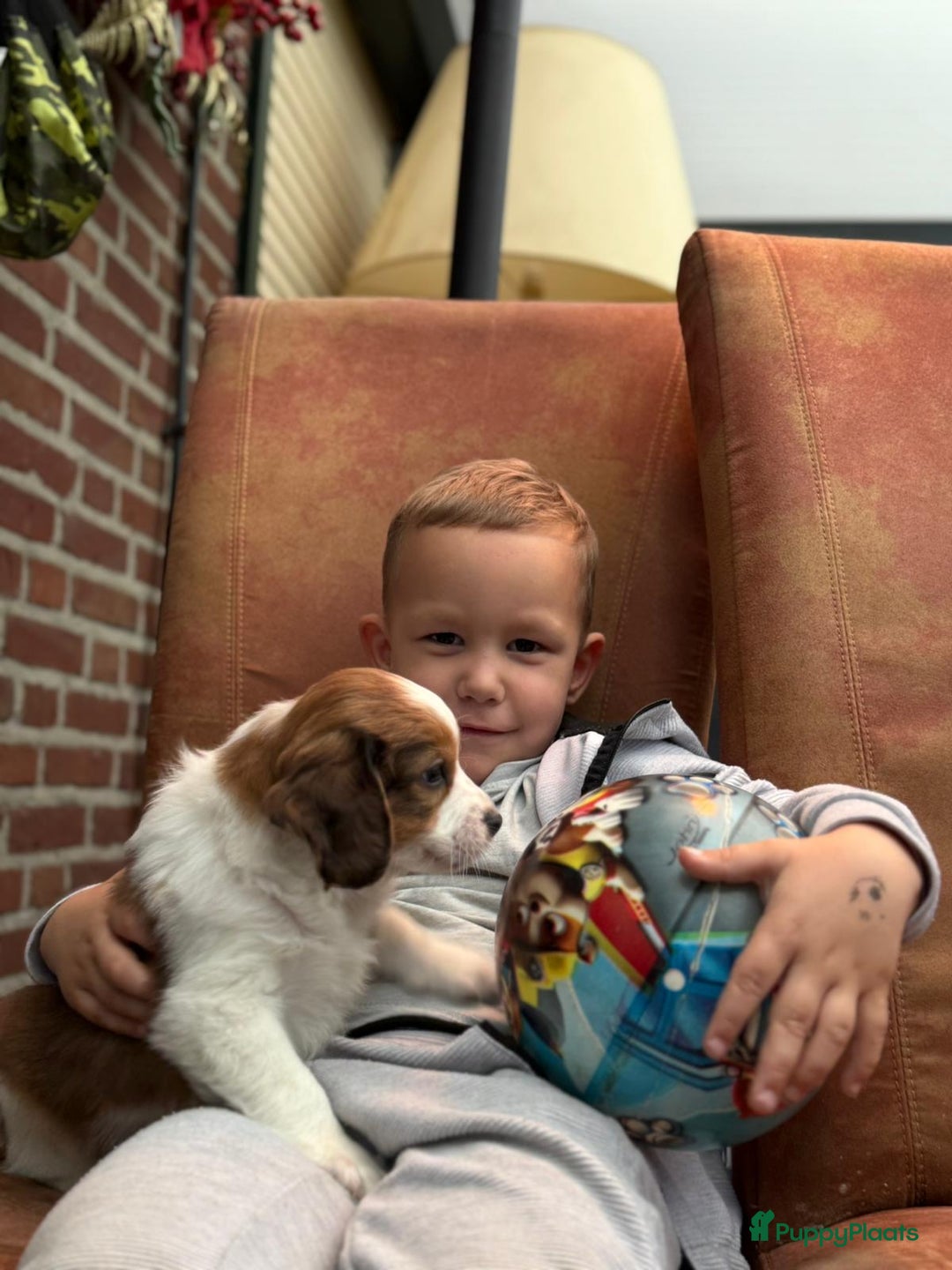 Kooikerhondje honden te koop: Schitterende kooikerhondje pups  - Advertentie 25