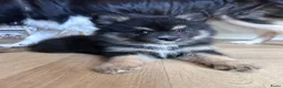 Pomsky honden te koop: 6 pomskys - Advertentie 10