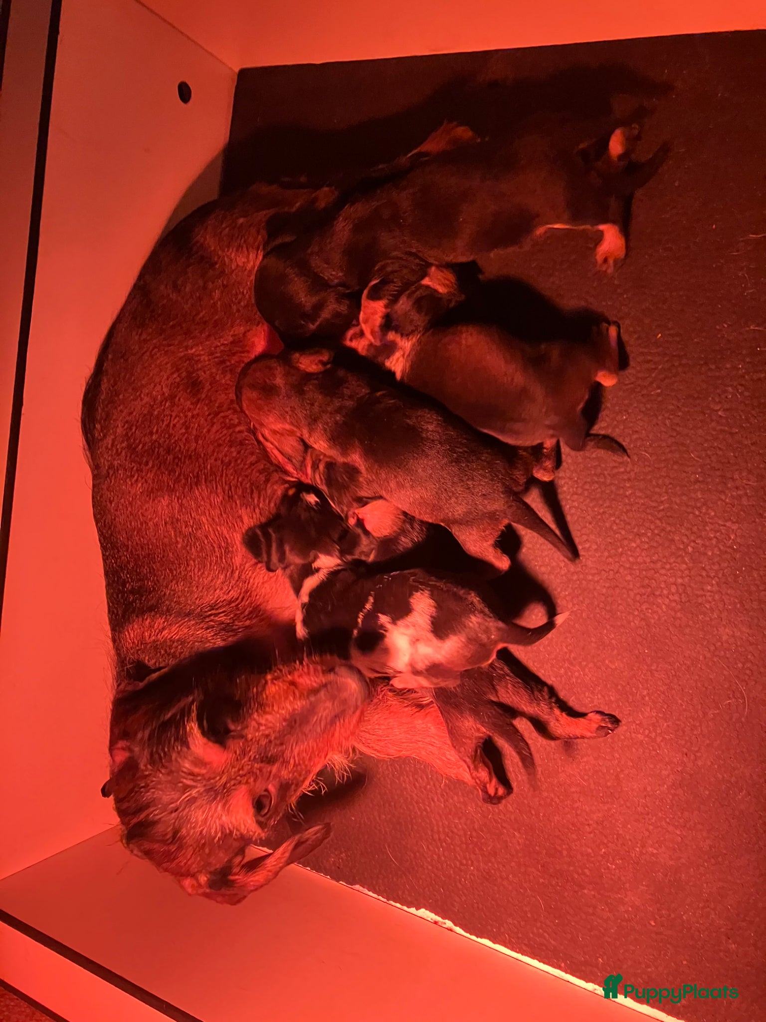 Ruwhaar Teckel honden Prachtige ruwhaar dwergteckels te koop - Advertentie 1