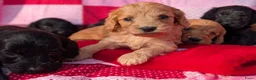 Cockapoo honden te koop: Cockapoo pups . - Advertentie 4