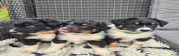 Australian Shepherd honden te koop: Nog 2 australian shepherd reutjes zoeken een thuis - Advertentie 13