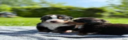 Berner Sennenhond honden te koop: Berner sennen pups met stamboom - Advertentie 2