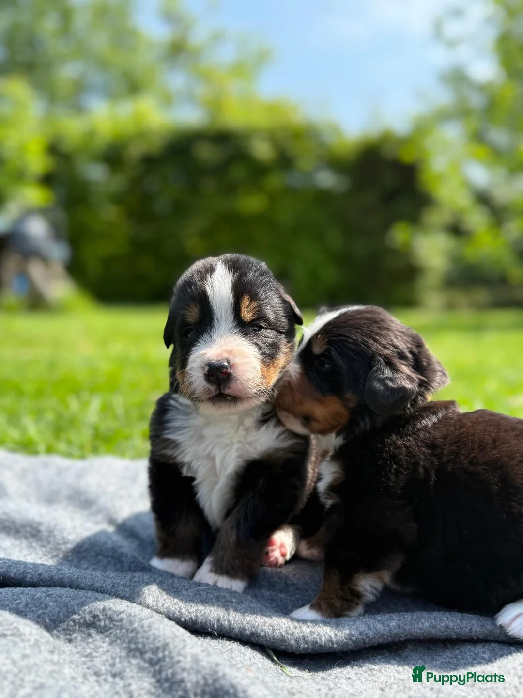 Berner Sennenhond honden te koop: Berner sennen pups met stamboom - Advertentie 2