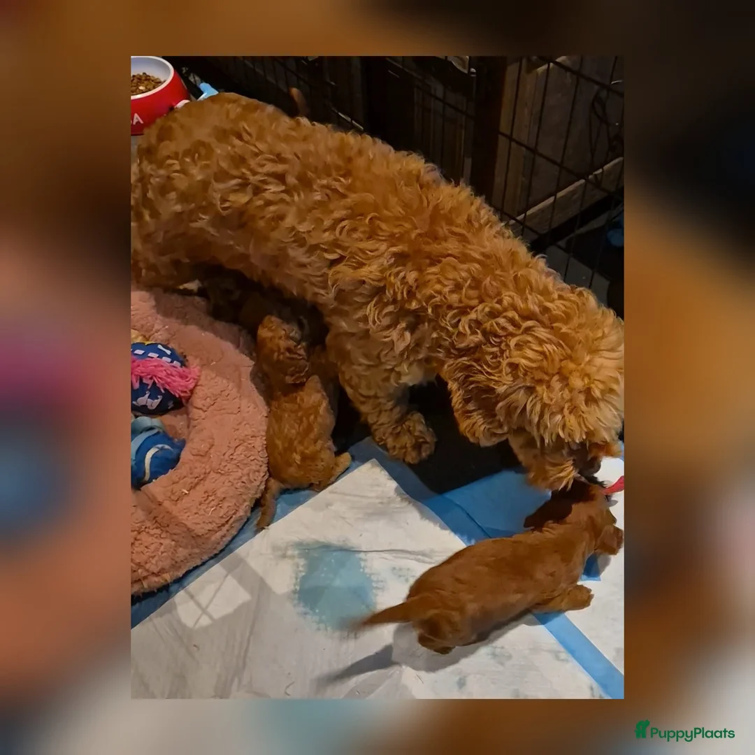 Cavapoo honden te koop: Prachtige Cavapoo pups beschikbaar  - Advertentie 12