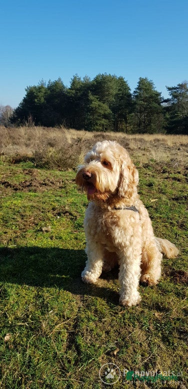 Labradoodle honden Echte Australian Labradoodle dekreu. in Duiven - Advertentie 2