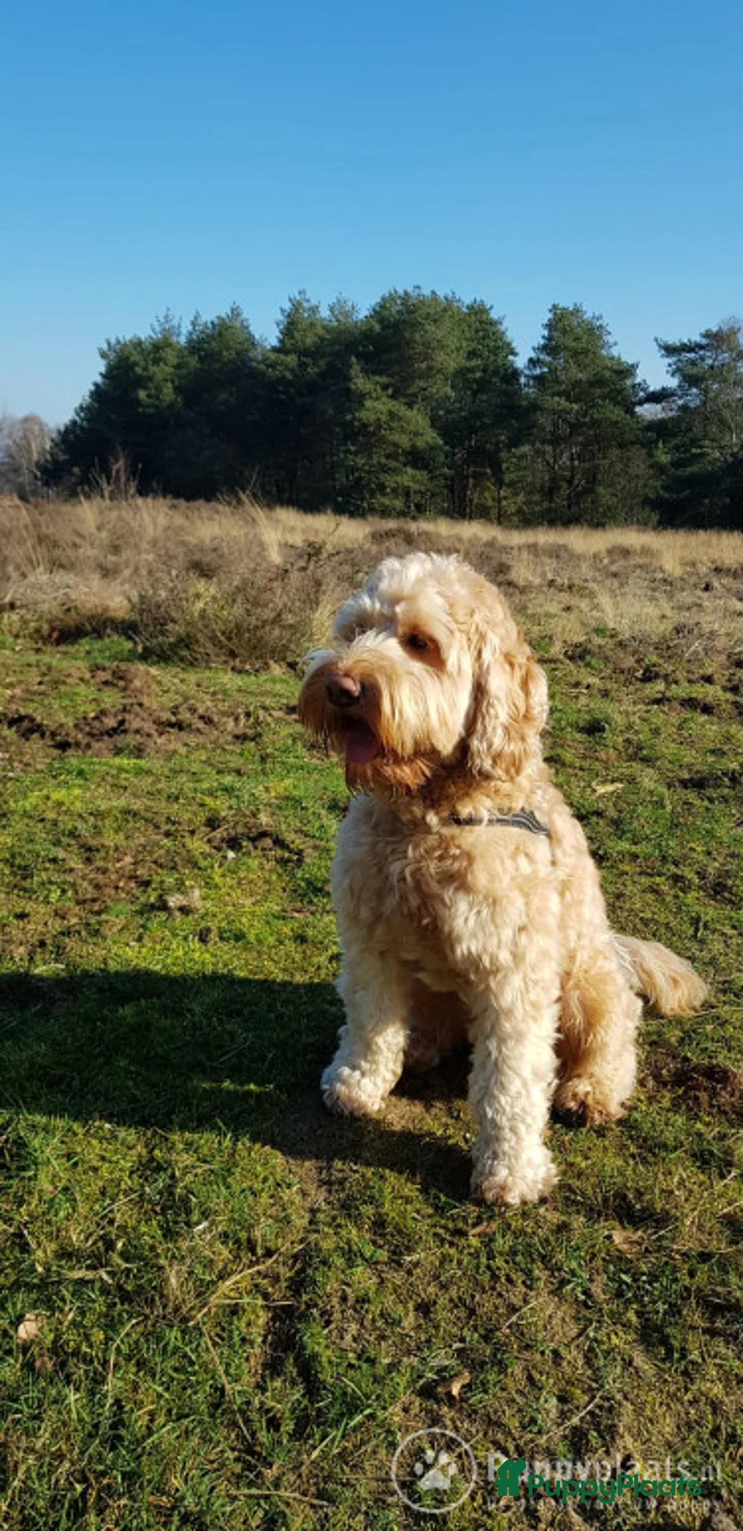 Labradoodle honden ter dekking: Echte Australian Labradoodle dekreu. in Duiven - Advertentie 2