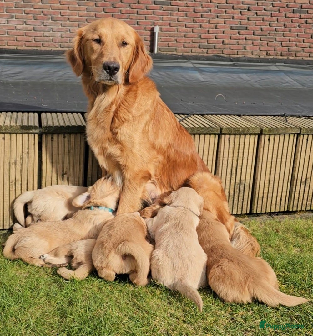 Golden Retriever honden Goudkleurige Golden Retriever puppy's  - Advertentie 1