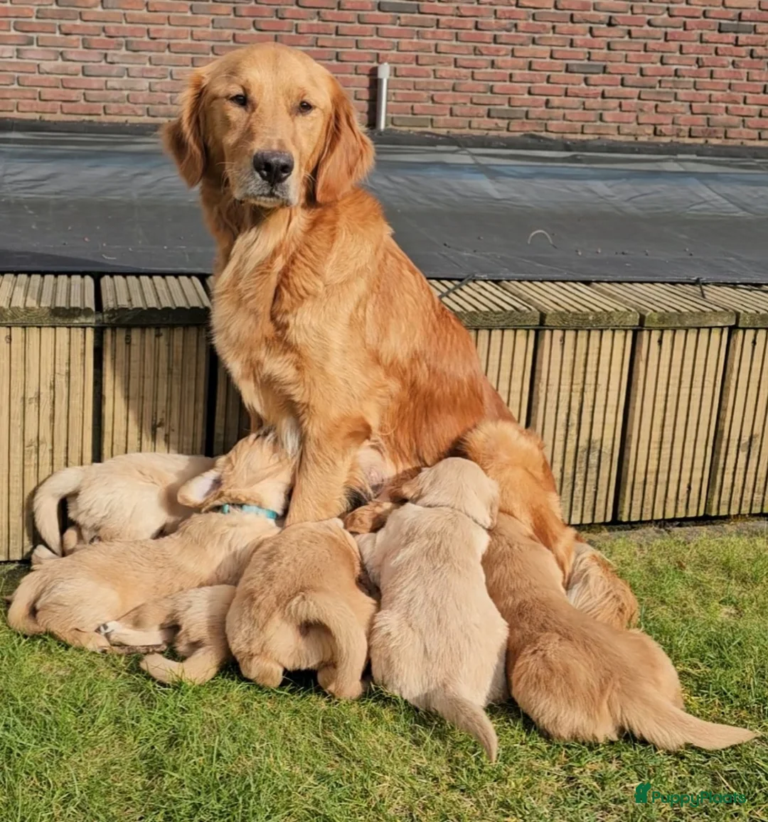 Golden Retriever honden te koop: Goudkleurige Golden Retriever puppy's  - Advertentie 1