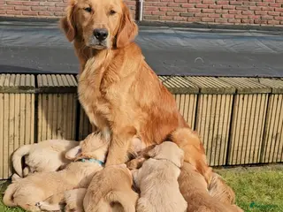 Golden Retriever honden Goudkleurige Golden Retriever puppy's - Advertentie 1