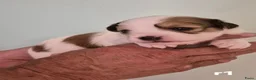 Kooikerhondje honden te koop:  Kooikerhondje puppy's /Kooiker pups, Kooikerhond  in Beek Gem Montferland - Advertentie 2
