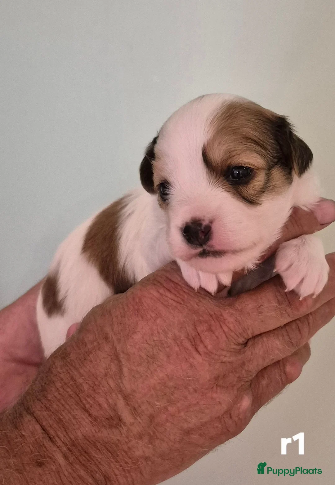 Kooikerhondje honden te koop:  Kooikerhondje puppy's /Kooiker pups, Kooikerhond  in Beek Gem Montferland - Advertentie 2