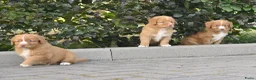 Nova Scotia Duck Tolling Retriever honden te koop: Nova Scotia Duck Tolling Retriever pups # Toller - Advertentie 19