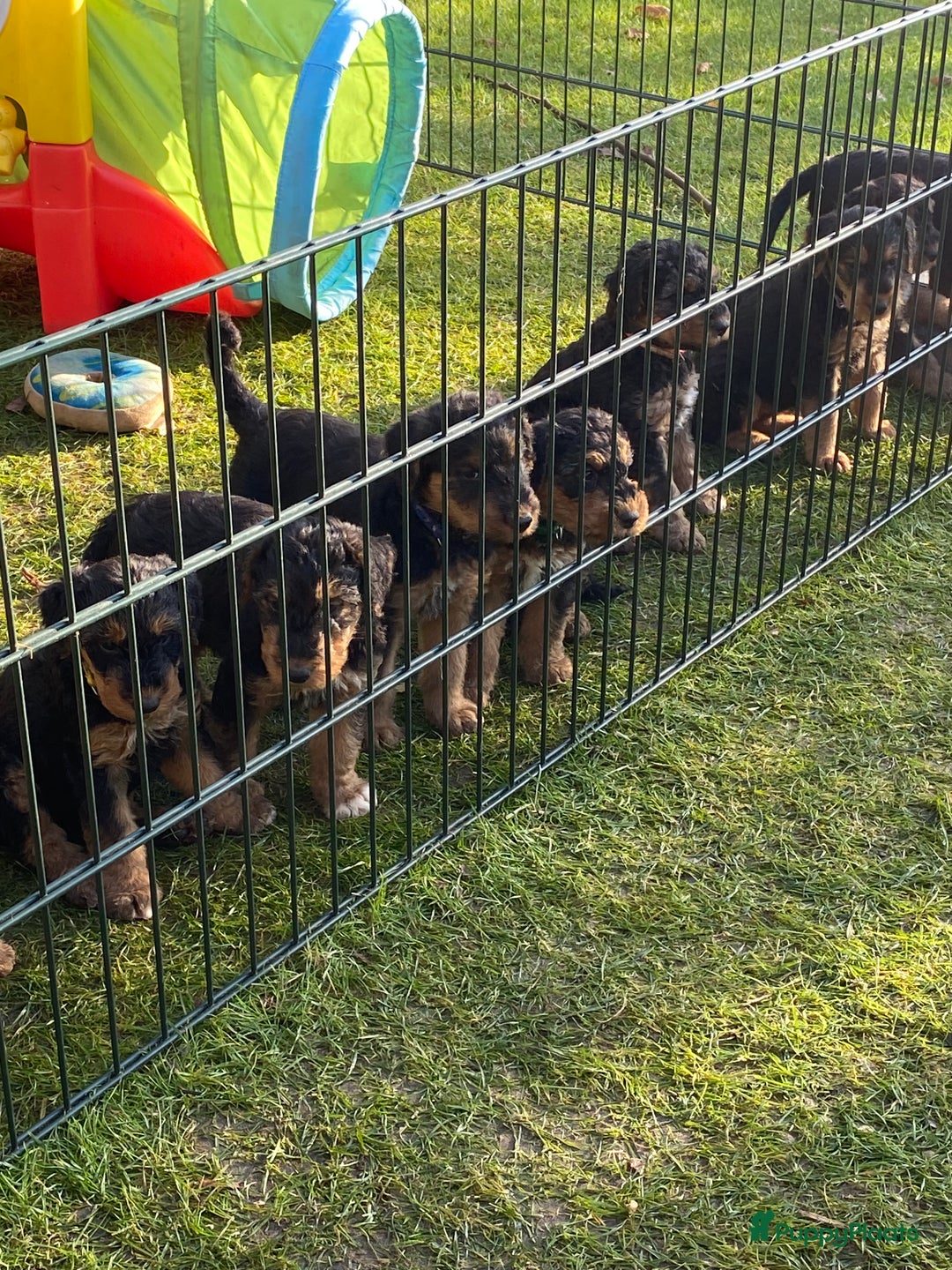 Airedale Terriër honden te koop: Airedale terriër pups  - Advertentie 29