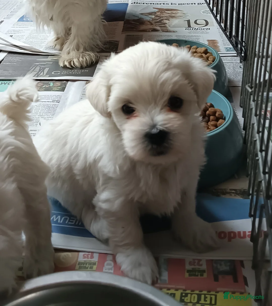 Maltezer honden te koop: Maltezer leeuwtje. Rasecht.  - Advertentie 4