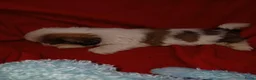 Shih Tzu honden te koop: Lieve leuke raszuiver shih tzu pups - Advertentie 12