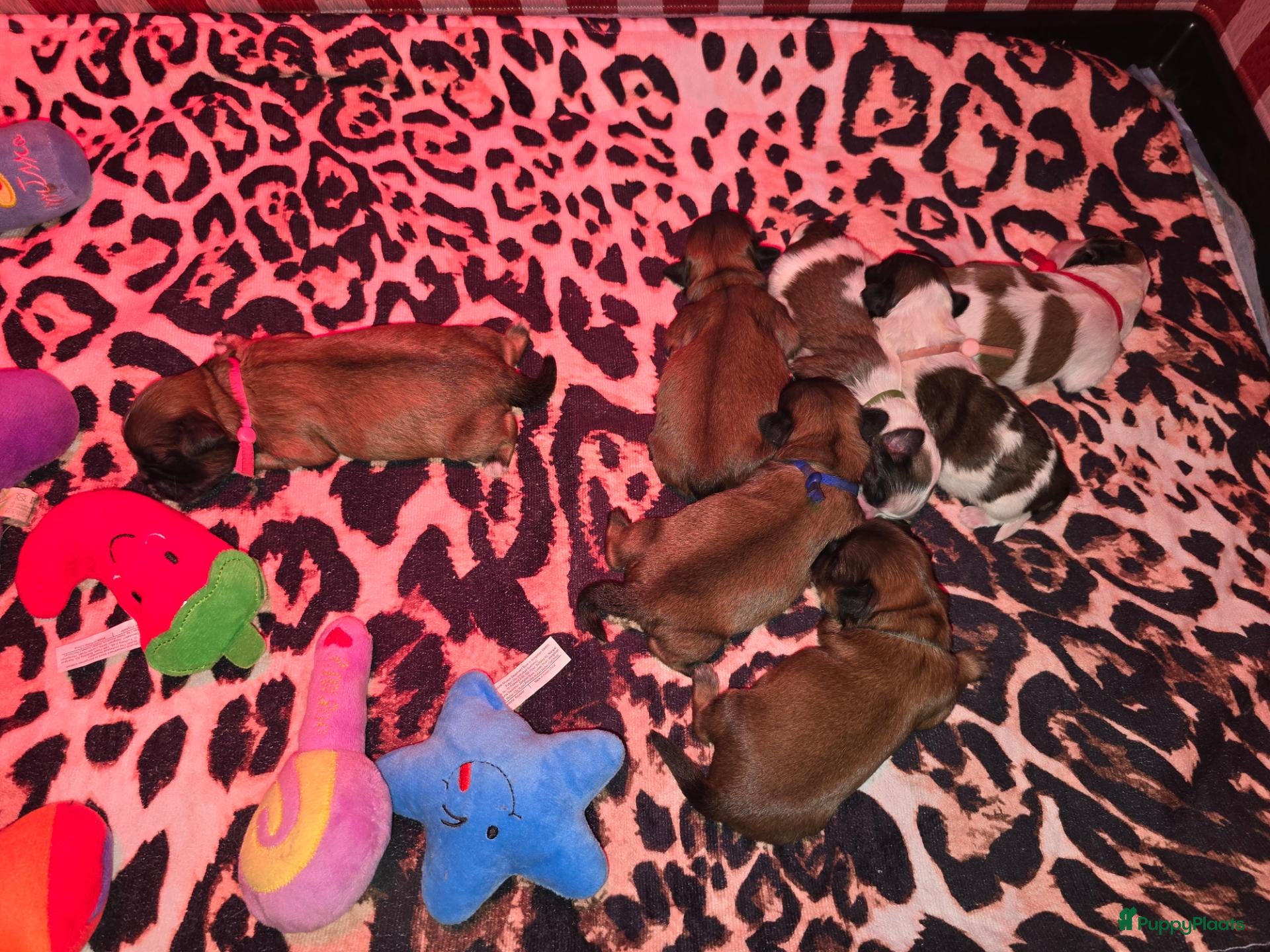 Kruising honden Net geboren, Boomer Pups 💙❤️(Shih-Tzu x Boomer) - Advertentie 17
