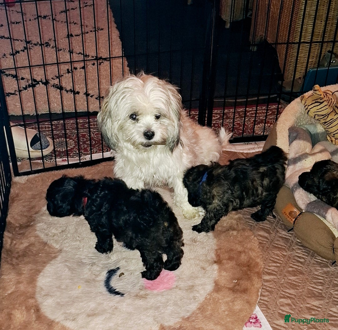 Maltipoo honden te koop: Moos & Pepper - Advertentie 6