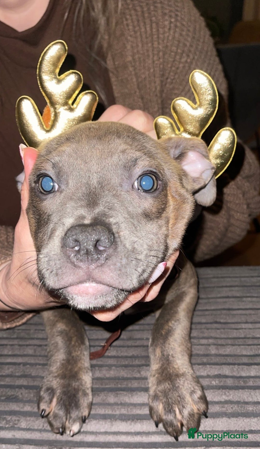 Kruising honden te koop: Pitbull x Cane Corso x Old English Bulldog puppies - Advertentie 6
