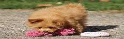 Kruising honden te koop: Vrolijke Kruising Dwergpoedel. - Advertentie 7