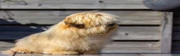 Havanezer honden te koop: Verwacht Havanezer pups met FCI stamboom - Advertentie 1
