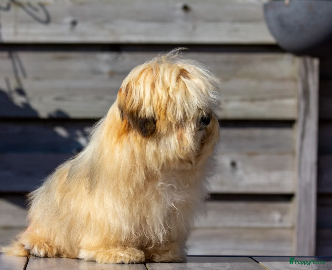 Havanezer honden te koop: Verwacht Havanezer pups met FCI stamboom - Advertentie 1