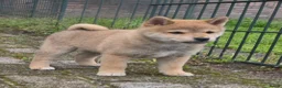 Kruising honden te koop: Shiba inu pups 8 weken (kwart pomeriaan) - Advertentie 16