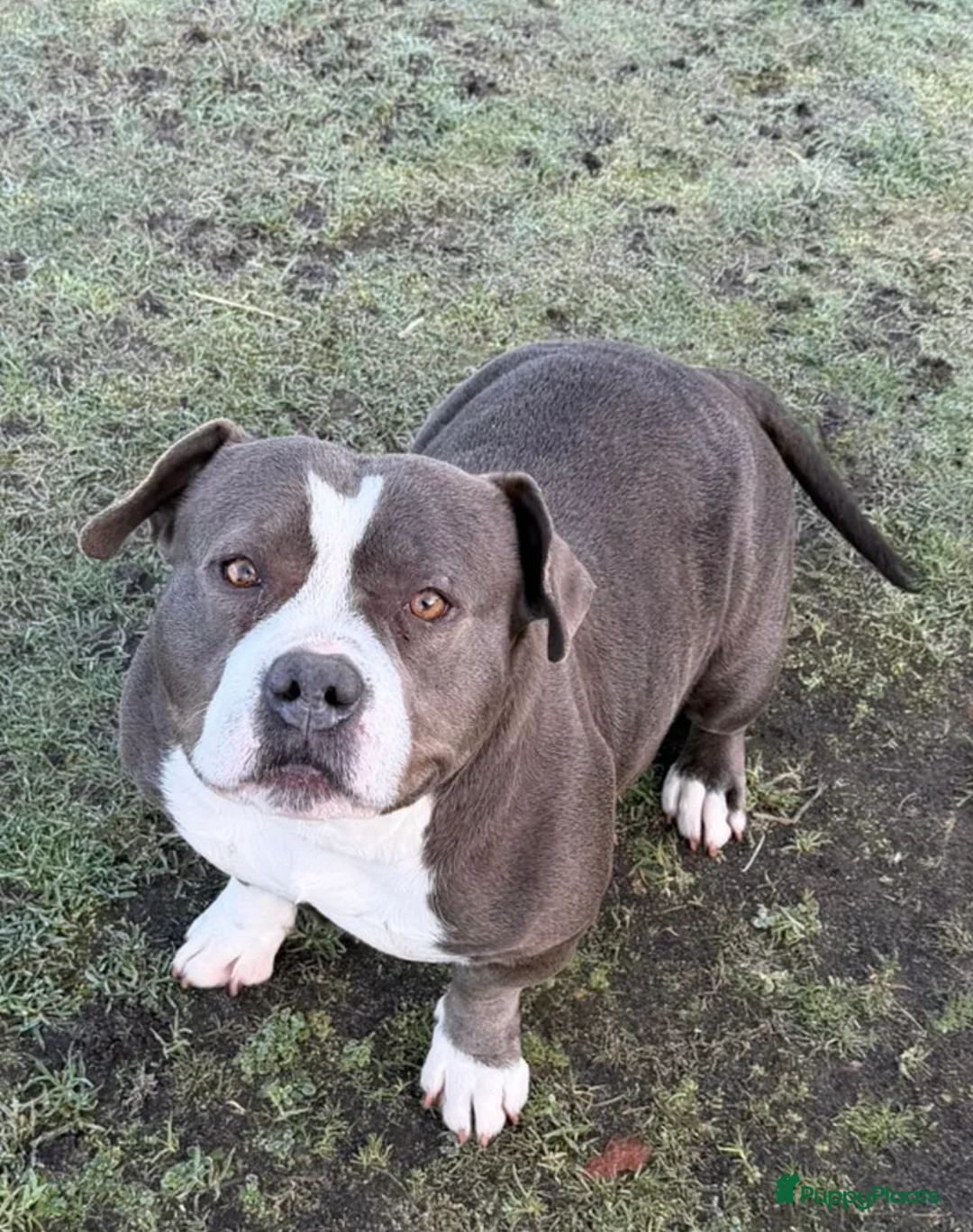 Amerikaanse Bully honden te koop: 4 prachtige pocket bully pups te koop - Advertentie 10