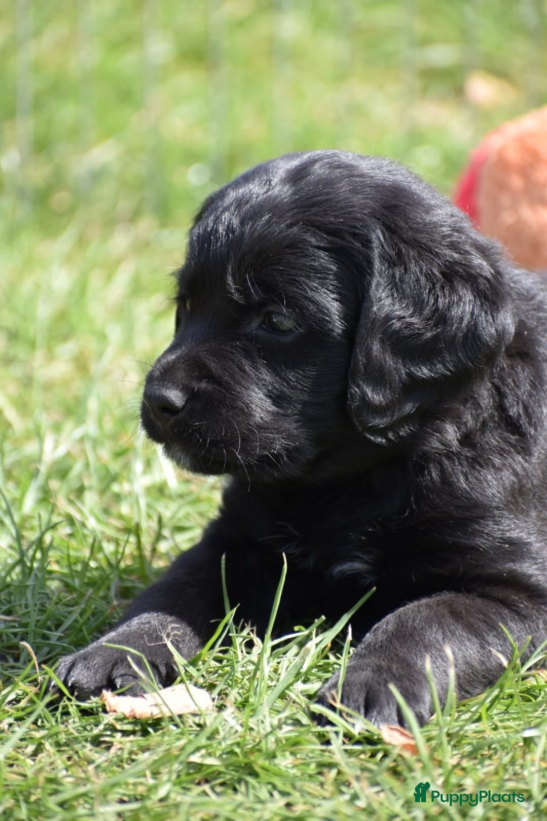Labradoodle honden 8 super mooie labradoodle........ nieuwe foto's!!! - Advertentie 8