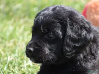 Labradoodle honden 8 super mooie labradoodle........ nieuwe foto's!!! - Advertentie 8