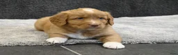 Nova Scotia Duck Tolling Retriever honden te koop: Nova Scotia Duck Tolling Retriever pups # Toller - Advertentie 20