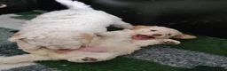 Kruising honden te koop: Wit medium doodle teefje!! - Advertentie 23