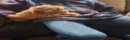 Kruising honden te koop: Geen beschikbare pups meer - Advertentie 6