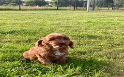 Cockapoo honden te koop: Hele lieve Cockapoo pups - Afbeelding 2